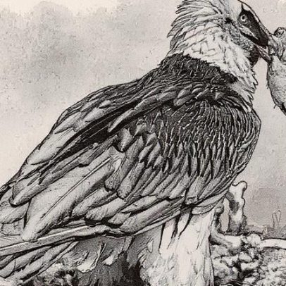 Objetos humanos de 650 anos são encontrados em ninhos de abutres