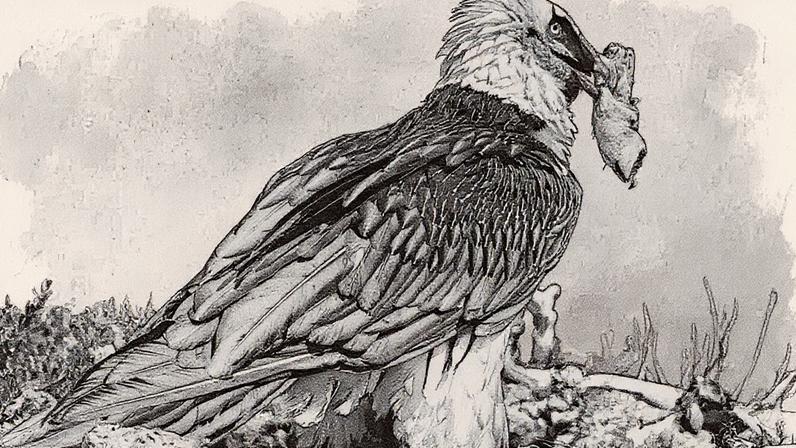 (Antoni Margalida/Divulgação)