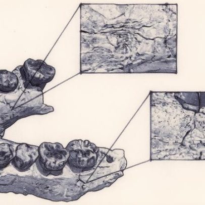 Estudo revela quando hominídeos dominaram cadeia alimentar