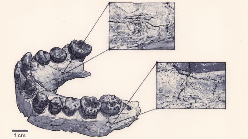 (MarinaVegara-Riquelme/Enrique Baquedano/ManuelDomínguez-Rodrigo/Reprodução)