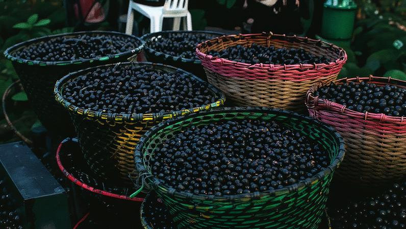 Açaí • Bruna Brandão - MTur