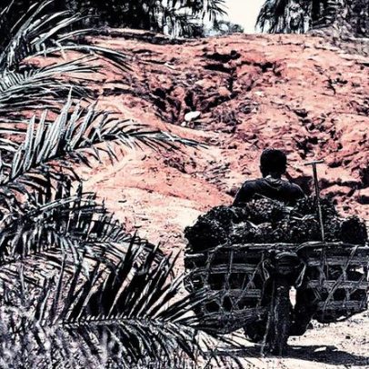 Indonésia amplia área de cultivo de palma com 600 mil hectares