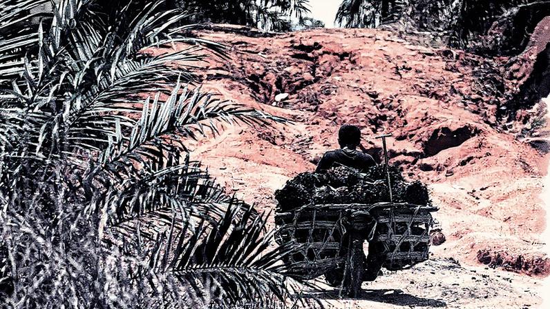 Plantação de palma na Indonésia