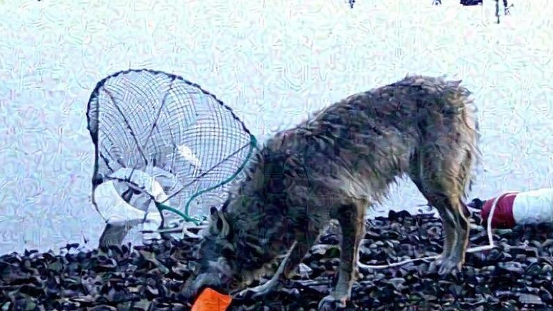 Lobo selvagem roubando armadilha pode confirmar uso de ferramentas