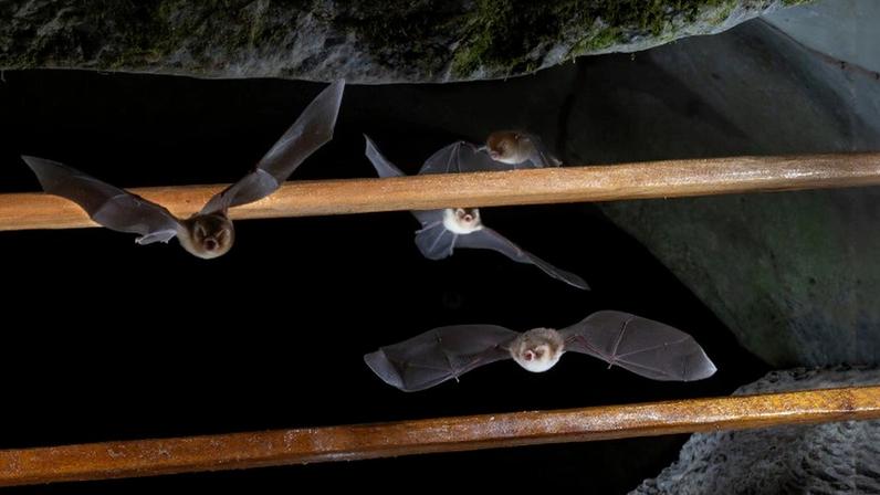 Morcegos em caverna durante o estudo do portão de segurança