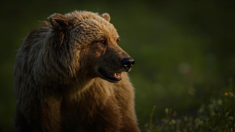 Urso pardo ataca comitiva escolar no Canadá e deixa quatro feridos graves