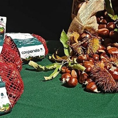 Penedono sofre queda na produção de castanha devido a incêndios e seca