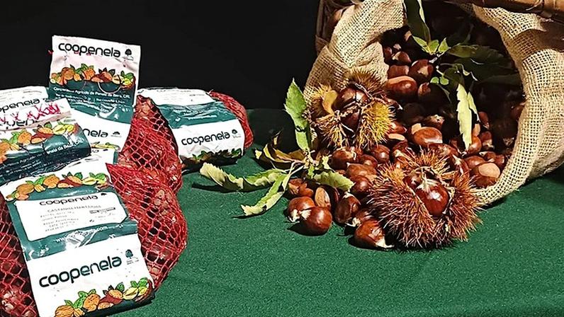 Estação Diária Edição Jornal