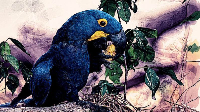 Câmara tipifica o crime de tráfico de animais silvestres. (Foto: Carlos Vannoni / EFE)