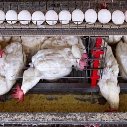 JBS e Mantiqueira compram produtora de ovos nos EUA