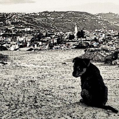 Marrocos enfrenta denúncias por assassinato de cães de rua para a Copa 2030