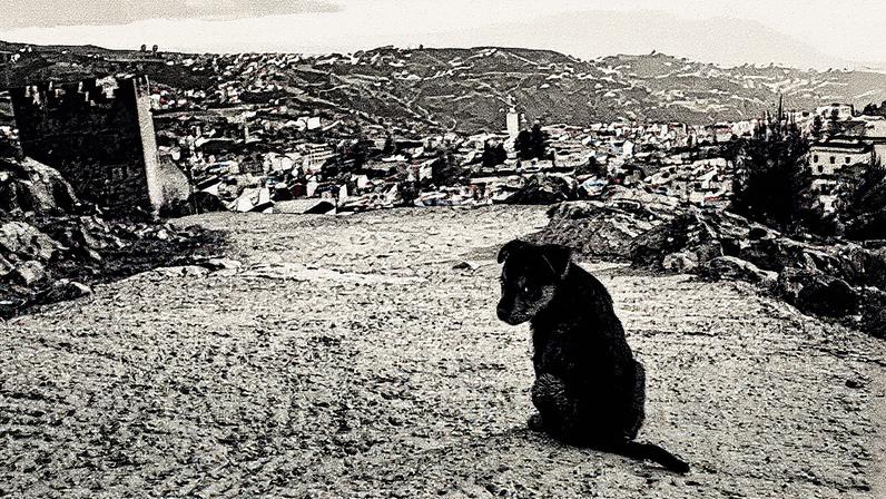 Cachorro de rua no Marrocos: país está sendo acusado de abater animais nas grandes cidades — Foto: Nick Steinbuch/Getty Images