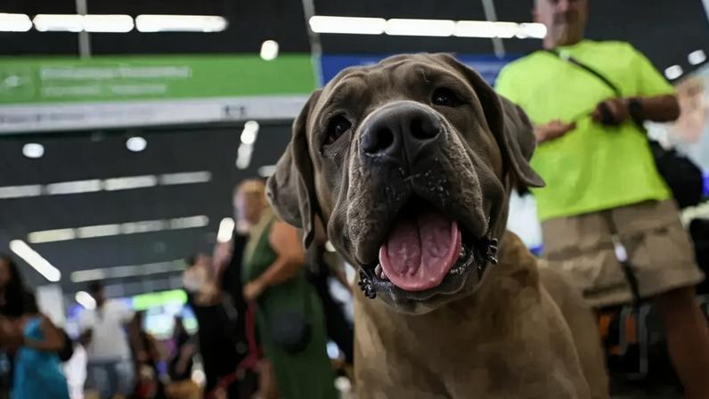 STF derruba lei do Rio que obrigava transporte gratuito de animais de suporte